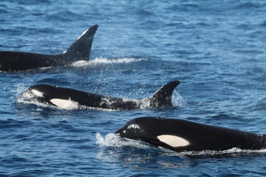 avistamiento de cetáceos, avistamiento de cetáceos en tarifa, avistamiento de cetaceos en zahara