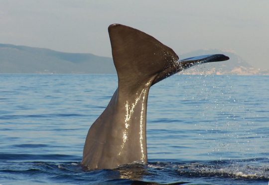 avistamiento de cetáceos, avistamiento de cetáceos en tarifa, avistamiento de cetaceos en zahara